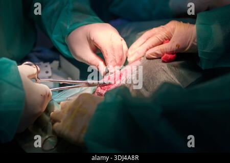 I chirurghi eseguono operazioni delicate con strumenti chirurgici durante le procedure mediche aperte in sala operatoria Foto Stock