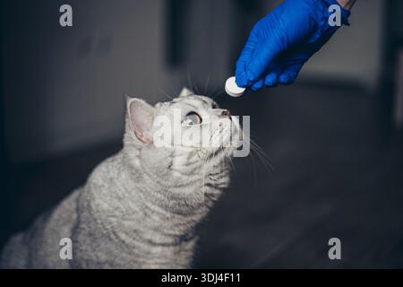 Gattino carino che prende una pillola dai veterinari passa su sfondo grigio. gattino inglese grigio in visita al veterinario per il check-up. Medico veterinario che dà un p Foto Stock