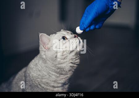Gattino carino che prende una pillola dai veterinari passa su sfondo grigio. gattino inglese grigio in visita al veterinario per il check-up. Medico veterinario che dà un p Foto Stock