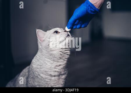 Gattino carino che prende una pillola dai veterinari passa su sfondo grigio. gattino inglese grigio in visita al veterinario per il check-up. Medico veterinario che dà un Foto Stock