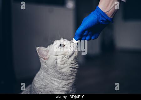 Gattino carino che prende una pillola dai veterinari passa su sfondo grigio. gattino inglese grigio in visita al veterinario per il check-up. Medico veterinario che dà un Foto Stock