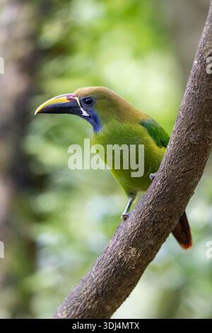 Toucanet di smeraldo settentrionale (Aulacorhynchus prasinus) - Soda y Mirador Cinchona, provincia di Alajuela, Costa Rica Foto Stock
