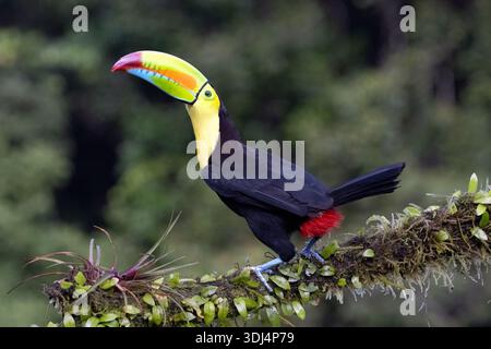 Toucan (Ramphastos sulfuratus) - la Laguna del Lagarto Eco-Lodge, Boca Tapada, Costa Rica Foto Stock
