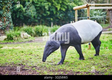 Un tapir malese che cammina sull'erba in un parco naturale. Foto a tutto il corpo della fauna selvatica di questo caratteristico mammifero bianco e nero alla luce del giorno Foto Stock