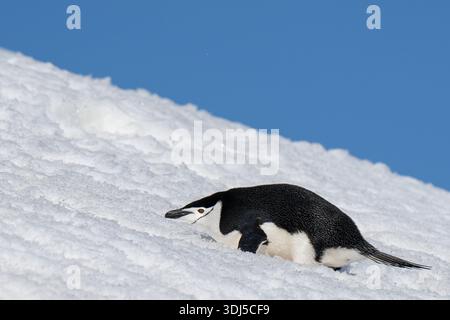 Antartide, Half Moon Island. Pinguino Chinstrap solitario sulla pista da neve con cielo blu. Foto Stock