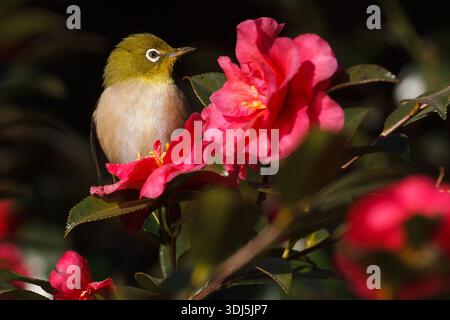 Un occhio bianco giapponese o Warbling (Zosterops japonicus) che si nutre di un cespuglio fiorito in un parco di Kanagawa, in Giappone. Foto Stock