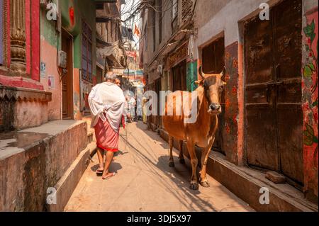 Varanasi, India - 18 marzo 2024: Una mucca si erge in un vicolo stretto e illuminato dal sole mentre un uomo in abbigliamento tradizionale cammina davanti a edifici colorati con pareti dipinte e insegne. Foto Stock