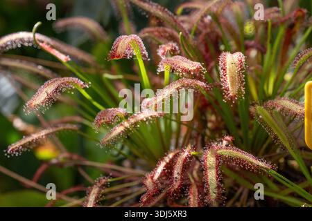 Primo piano di drosera capensis con goccioline di rugiada appiccicose su foglie carnivore che crescono in una pentola che mostra una consistenza naturale di intrappolamento degli insetti Foto Stock