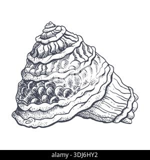 Disegno della linea in bianco e nero con guscio a spirale. Illustrazione vettoriale della conchiglia in uno stile realistico dettagliato per i disegni tropicali estivi, turisti Illustrazione Vettoriale