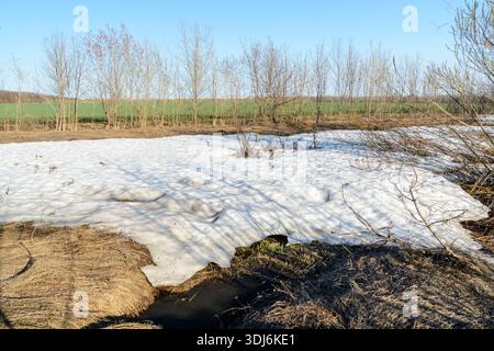 La primavera è attesa da tempo. Un fenomeno naturale unico, la neve e l'erba verde. Campo verde, foresta, alberi e arbusti. Splendido paesaggio primaverile. Foto Stock