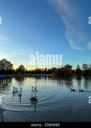 Un gruppo di cigni bianchi e anatre che nuotano sul fiume doubs, in Francia, al tramonto. l'acqua calma riflette il cielo dorato e gli alberi autunnali circostanti. Foto Stock