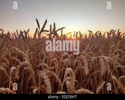 Silhouette di orecchie di grano contro il cielo all'alba del tramonto. Picchi di grano maturo da vicino. Alba al tramonto nel campo di grano. L'alba tramonta sopra il campo di orecchie di grano che crescono in estate. Paesaggio agricolo Foto Stock
