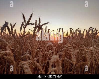 Silhouette di orecchie di grano contro il cielo all'alba del tramonto. Picchi di grano maturo da vicino. Alba al tramonto nel campo di grano. L'alba tramonta sopra il campo di orecchie di grano che crescono in estate. Paesaggio agricolo Foto Stock