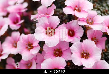 Fiori di Sassonia. Saxifraga "Dora Ross", densi ammassi di fiori rosa, coltivati sotto vetro nel Regno Unito Foto Stock