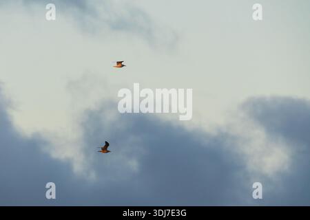 Due gabbiani che volano in alto nel cielo blu nuvoloso durante il tramonto sulla costa del Mar Baltico in Estonia Nord Europa. Foto Stock