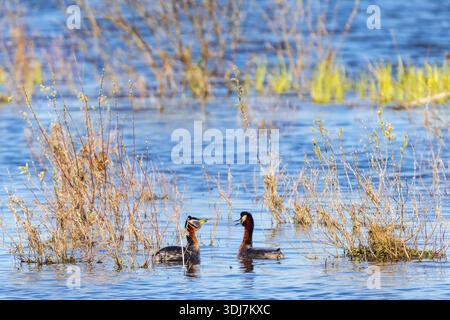 Due grebe dal collo rosso in un lago in primavera Foto Stock