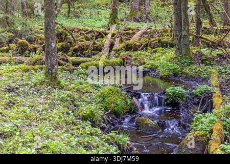 Insenatura in un antico bosco in primavera Foto Stock