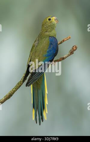Pappagallo alato blu, Neophema crisostoma Foto Stock