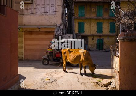 Jaipur, India - 16 marzo 2022: Mucca bruna che pascolava per terra in una strada illuminata dal sole con un risciò auto parcheggiato nelle vicinanze e negozi coperti ed edifici residenziali con tende verdi sullo sfondo. Foto Stock