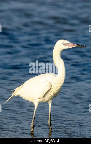 Egret rossastro morph bianco (Egretta rufescens) in Florida Foto Stock