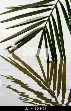 Un tranquillo scatto verticale di una fronte verde di palma che tocca l'acqua ferma, con lunghe ombre ondulate che creano un riflesso ritmico sulla superficie Foto Stock