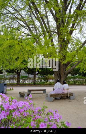 Seoul, Corea del Sud: Due donne che indossano un colorato hanbok riposano sotto un albero di ginkgo al Palazzo Gyeongbokgung in primavera Foto Stock