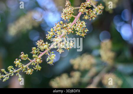 Vista macro della fioritura degli alberi di mango con luce bokeh, che simboleggia lo sviluppo precoce della frutta, l'agricoltura tropicale e l'agricoltura biologica. Foto Stock