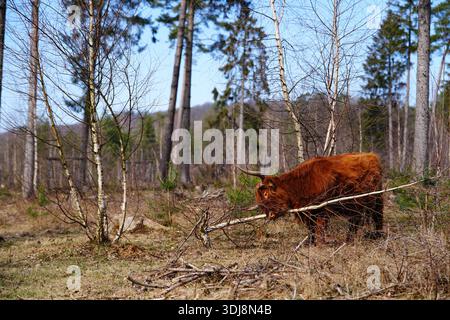 Una vacca solitaria delle Highland si erge tranquillamente in una tranquilla radura della foresta, circondata da giovani pini e dalla calda luce del sole. Foto Stock