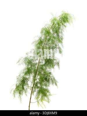Flora di Gran Canaria - asparagi scoparius isolato su bianco Foto Stock