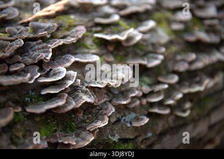 Un tronco ricoperto di una varietà di funghi. I funghi sono di diverse dimensioni e colori, creando una scena diversificata e interessante. Il registro viene visualizzato in Foto Stock