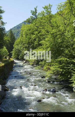 Un fiume limpido scorre attraverso una fitta foresta, mentre il sole splende attraverso il fogliame e crea un'atmosfera tranquilla, il fiume Borjomula a Borjomi Par Foto Stock