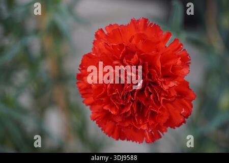 Un bel garofano rosso, ad Atene, in Grecia Foto Stock