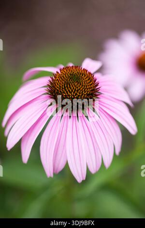 I coneflowers viola (Echinacea purpurea) crescono in un giardino. Foto Stock