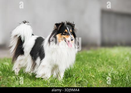 Primo piano ritratto di Shetland Sheepdog (Sheltie dog) City Adventures con un giocoso Canine Companion, copia spase per testo Foto Stock