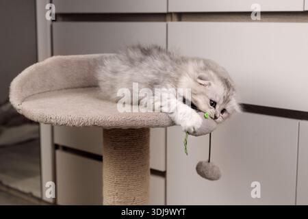 Attivo gattino Silver Scottish Fold dai capelli lunghi che gioca con un giocattolo appeso su un albero di gatto, morde e afferra una palla di peluche. Foto Stock