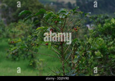 Pianta di caffè con bacche mature e non mature che crescono a Boquete, Chiriquí, Panama. Foto Stock