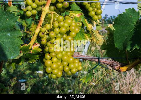 Primo piano di un grappolo di uva verde matura appeso a una vite con filari e pali di vigneti sfocati sullo sfondo. Foto Stock
