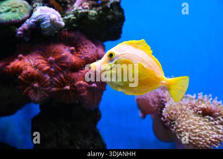 Pesci color giallo brillante che nuotano vicino alla barriera corallina in acque cristalline. Vita marina tropicale con colori vivaci luce del sole e atmosfera estiva dell'oceano. Foto Stock