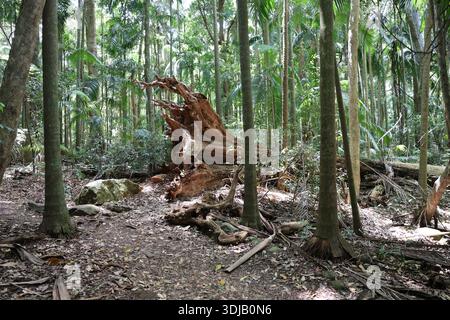 Lussureggiante foresta pluviale a Mount Tamborine, Queensland, caratterizzata da fitte foglie verdi e da un paesaggio boscoso naturale. Foto Stock