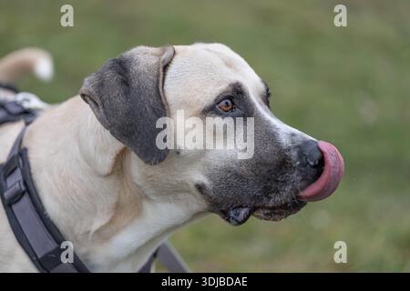Ritratto di un bellissimo Kangal Mix in alta qualità con molti dettagli - Leccate il naso Foto Stock