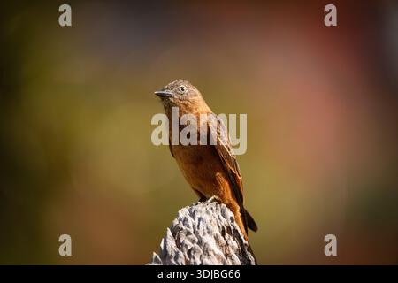 Cliff Flycatcher (Hirundinea ferruginea) Ritratto in luce naturale su sfondo morbido Foto Stock