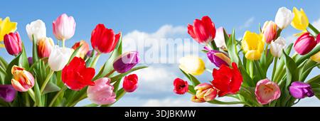 I luminosi mazzi di tulipani multicolori incorniciano l'immagine da entrambi i lati su un cielo blu vivace con morbide nuvole soffici sullo sfondo. Un allegro e.. Foto Stock