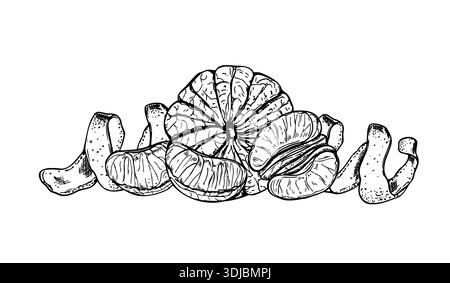 Mandarino monocromatico con scorza a spirale e illustrazione isolata del vettore delle fette. Composizione arancio mandarino a linee d'arte dipinta con inchiostri neri. Illustrazione Vettoriale