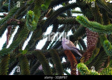 Una colomba con colletto che riposa in alto in un esotico albero sempreverde. Vista dettagliata del fogliame e degli uccelli unici nel suo habitat naturale o urbano. Fil Foto Stock