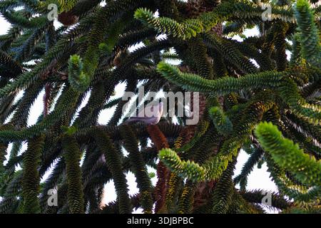 Una colomba con colletto che riposa in alto in un esotico albero sempreverde. Vista dettagliata del fogliame e degli uccelli unici nel suo habitat naturale o urbano. Fil Foto Stock