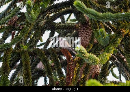 Una colomba con colletto che riposa in alto in un esotico albero sempreverde. Vista dettagliata del fogliame e degli uccelli unici nel suo habitat naturale o urbano. Fil Foto Stock
