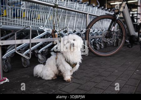Un adorabile cane maltese che aspetta pazientemente in un parcheggio vicino ai carrelli. Si concentra sulla proprietà degli animali domestici, lo stile di vita dello shopping, l'ambiente urbano e Foto Stock