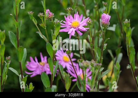 Aster amellus Lady Hindlip, Italian aster Lady Hindlip, petali stretti, fiori rosa scuro in estate Foto Stock