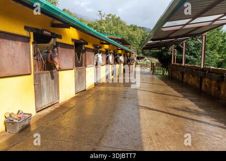 Cavalli equestri in piedi in Open Barn Facility Foto Stock