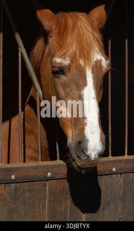 Il capo di una scuderia Brown and White Horse Inside Outdoor nella scuola di equitazione Foto Stock